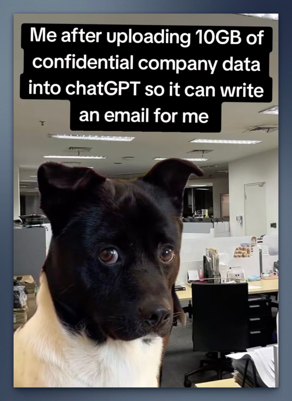 confidential company data dog meme